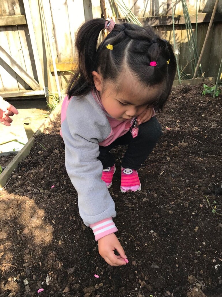 Growing Beans